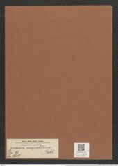 Synedra neapolitana Rabh. (de-Toni-Nr.: Genus 66, Species 2617) Zeichnungen Sammlung Grunow Mappe 02832 (Herbarium_W_Grunow_drawings_Folder_02832)